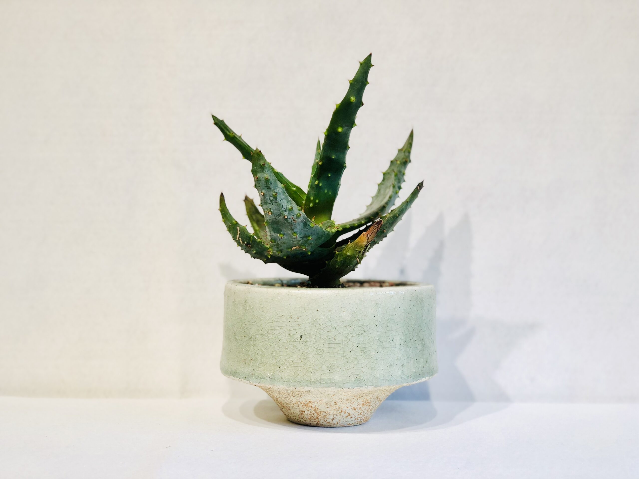 Aloe-Acreata-scaled