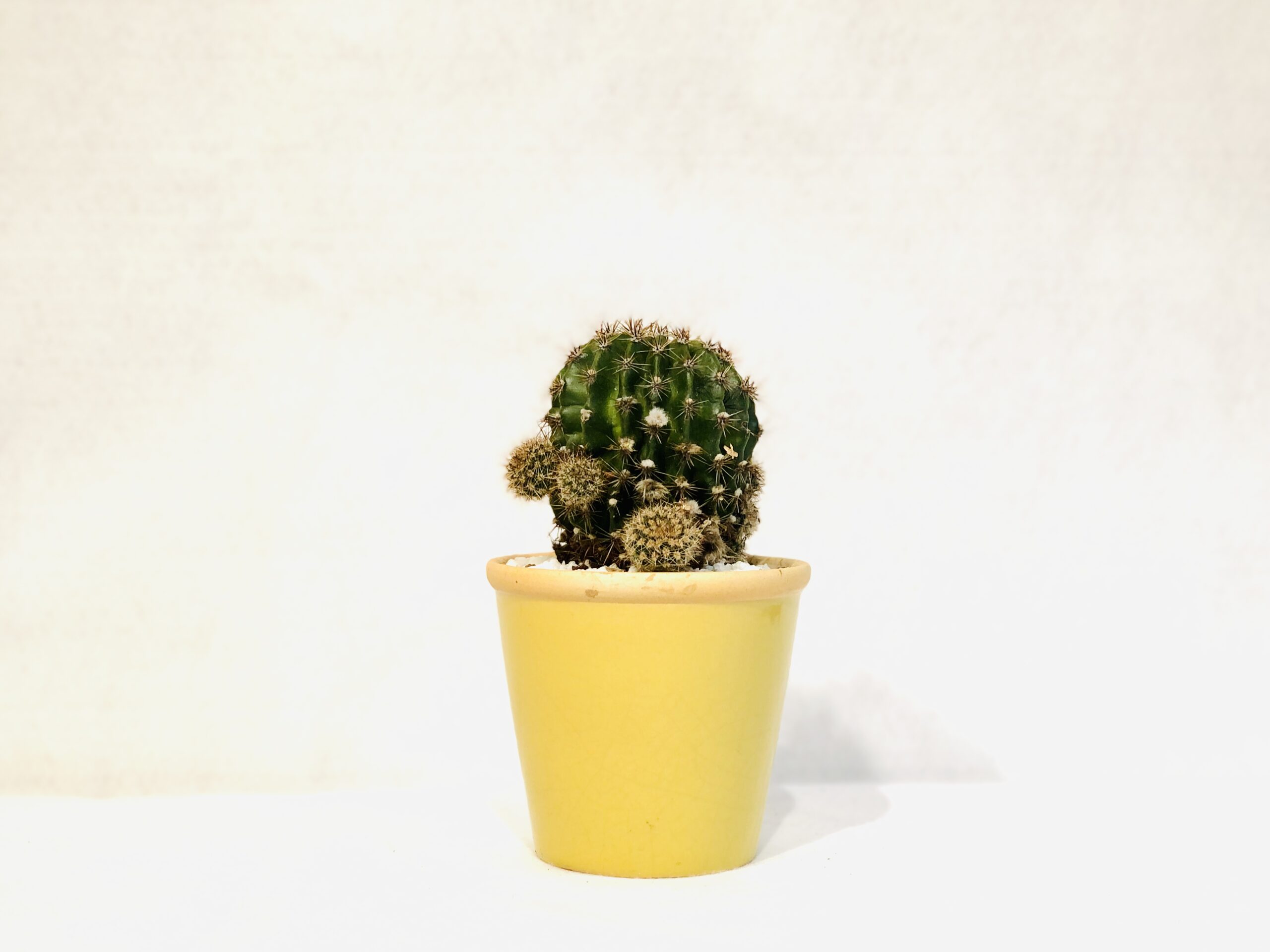 Echinopsis-scaled