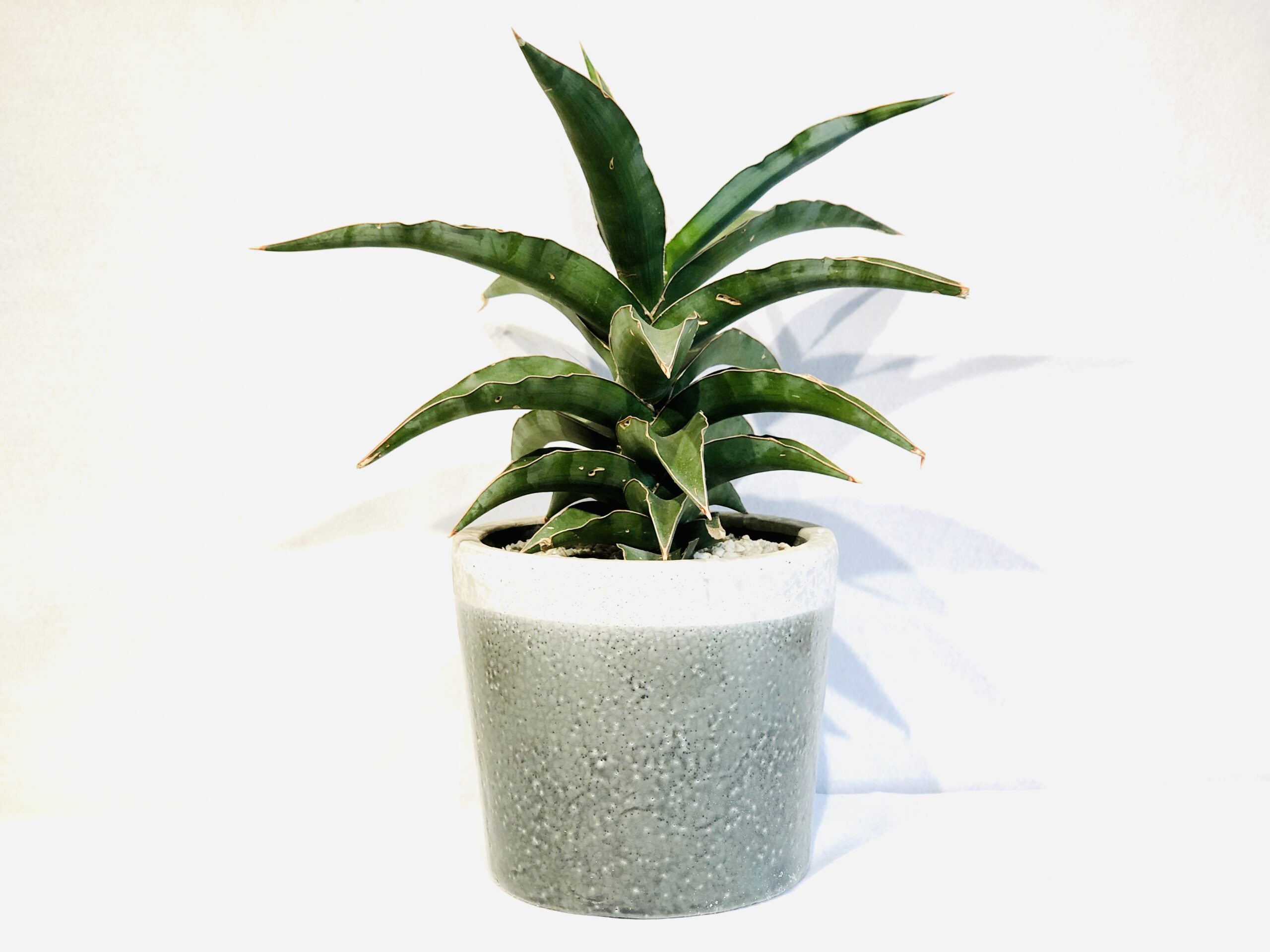 Sansevieria-Blue-Cue-scaled