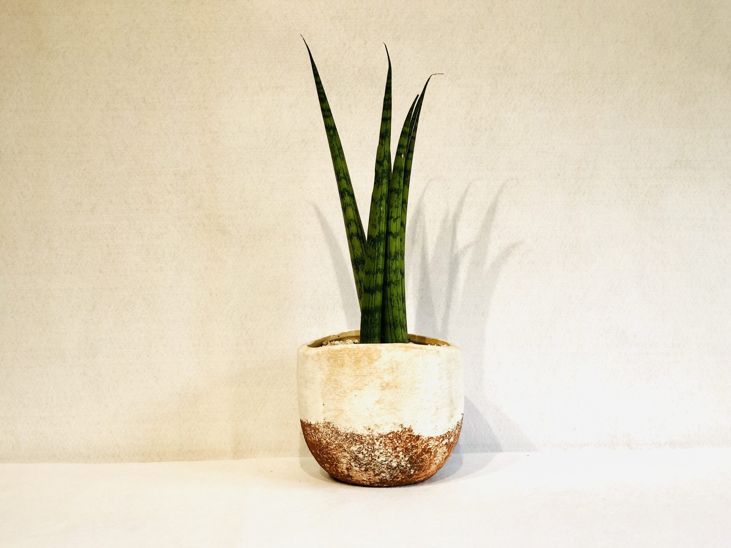 Sansevieria-Bonselensis