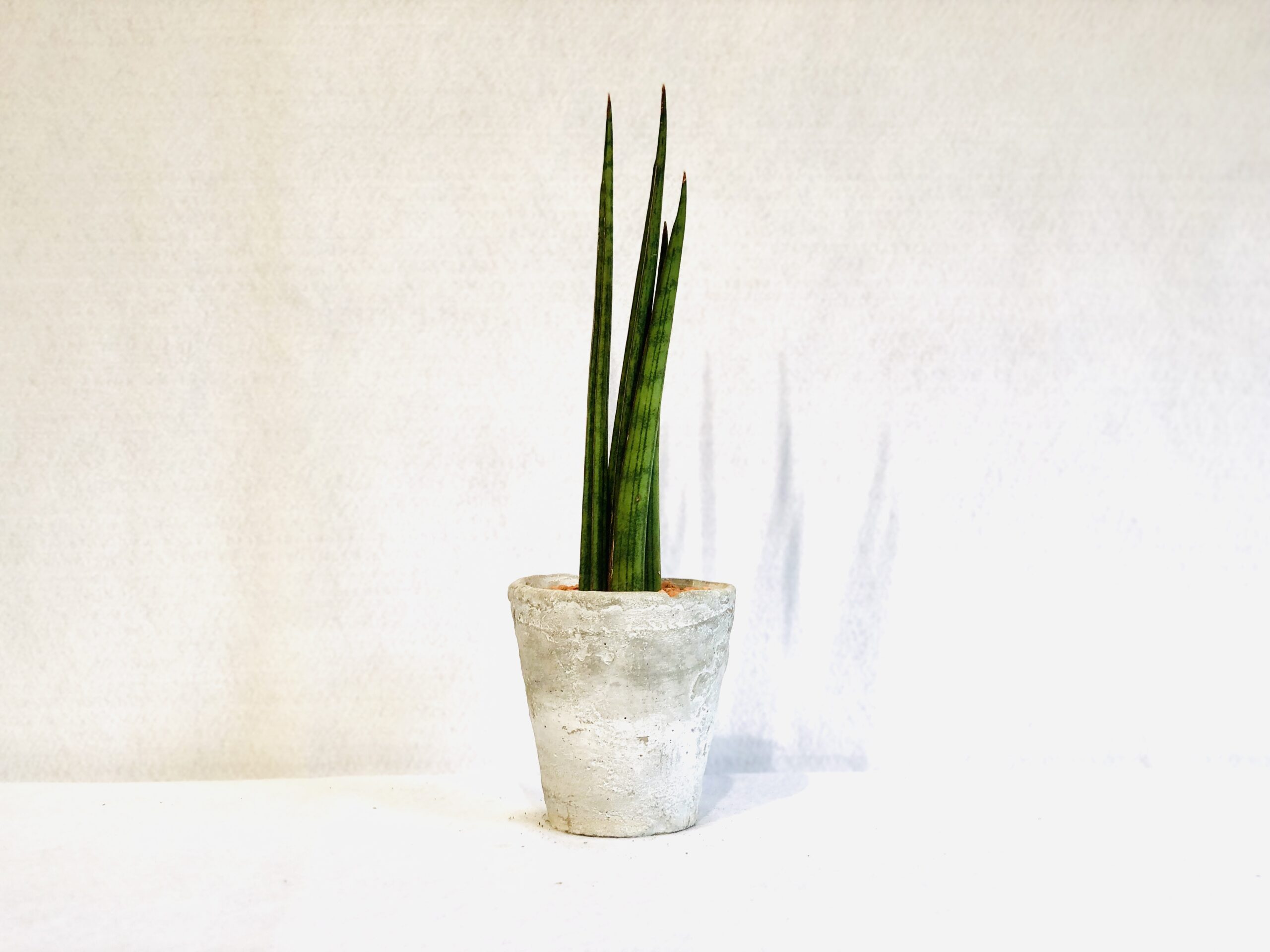 Sansevieria-Fernwood1-scaled