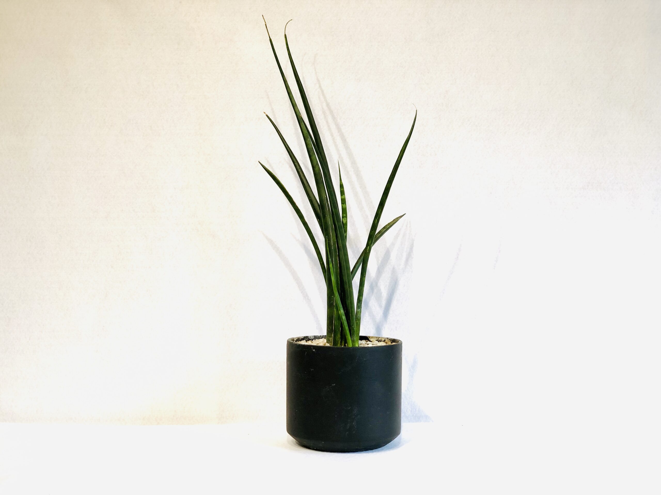 Sansevieria-Fernwood2-scaled