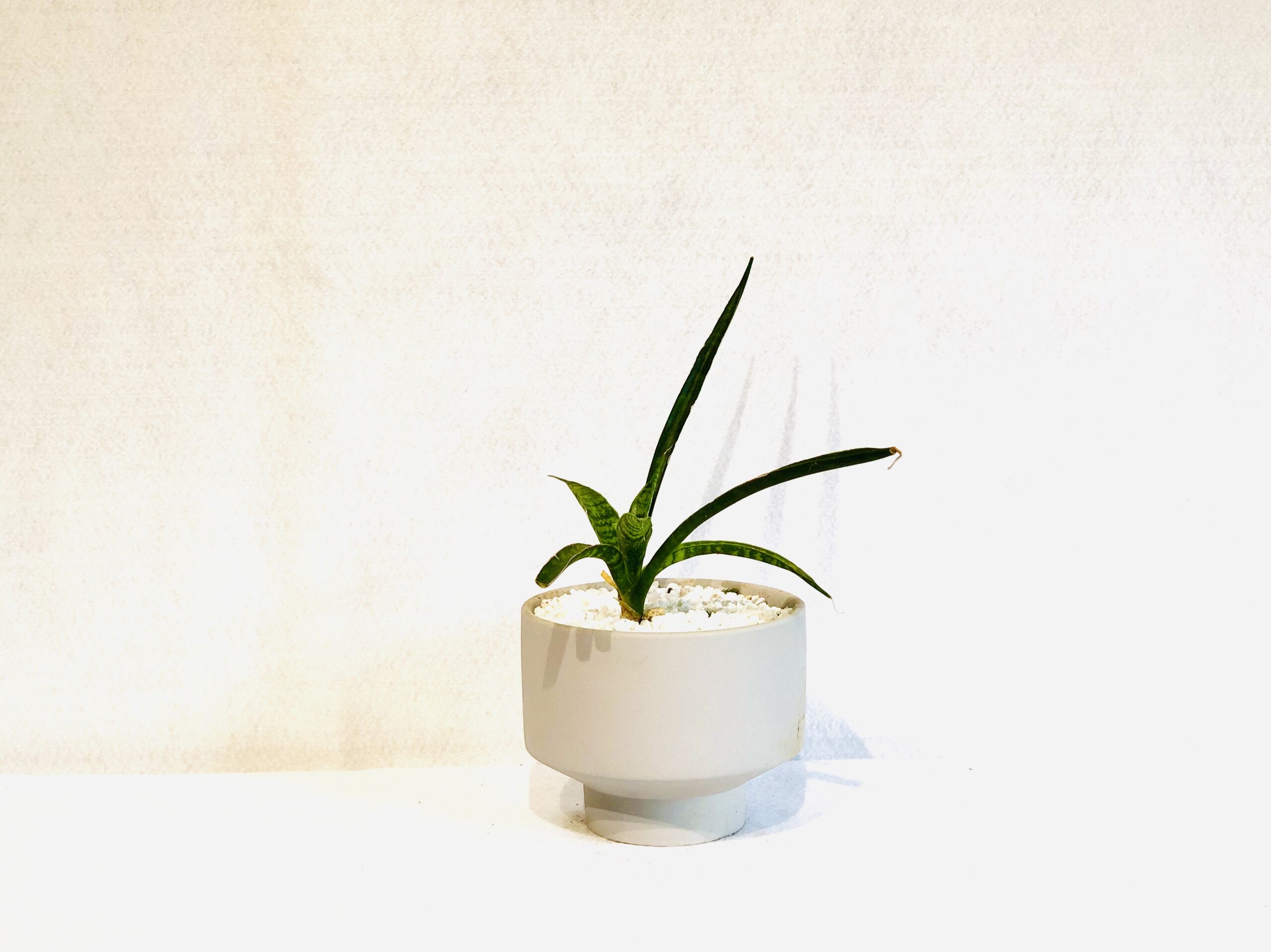 Sansevieria-Fernwood5-scaled