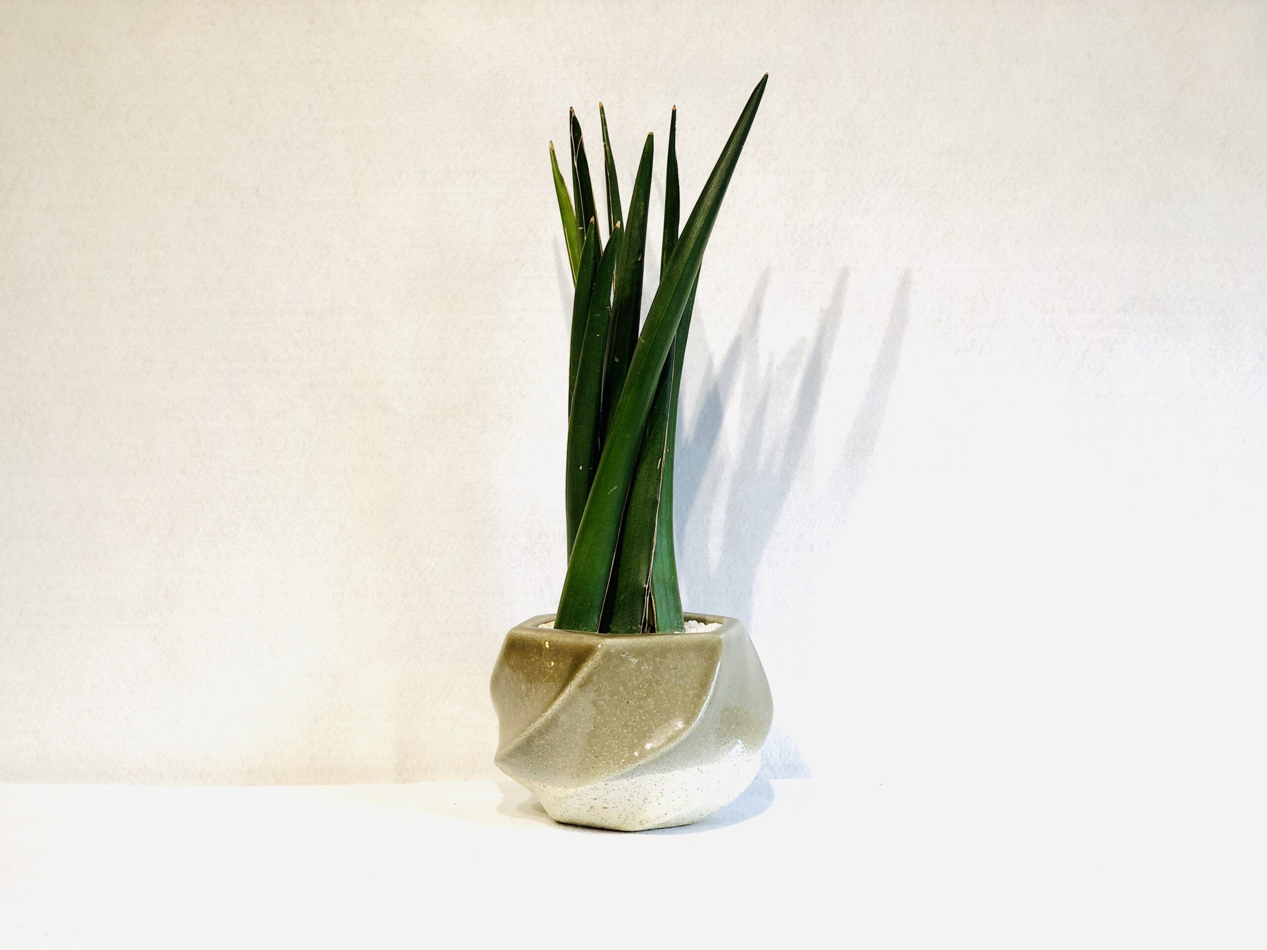 Sansevieria-katana-scaled