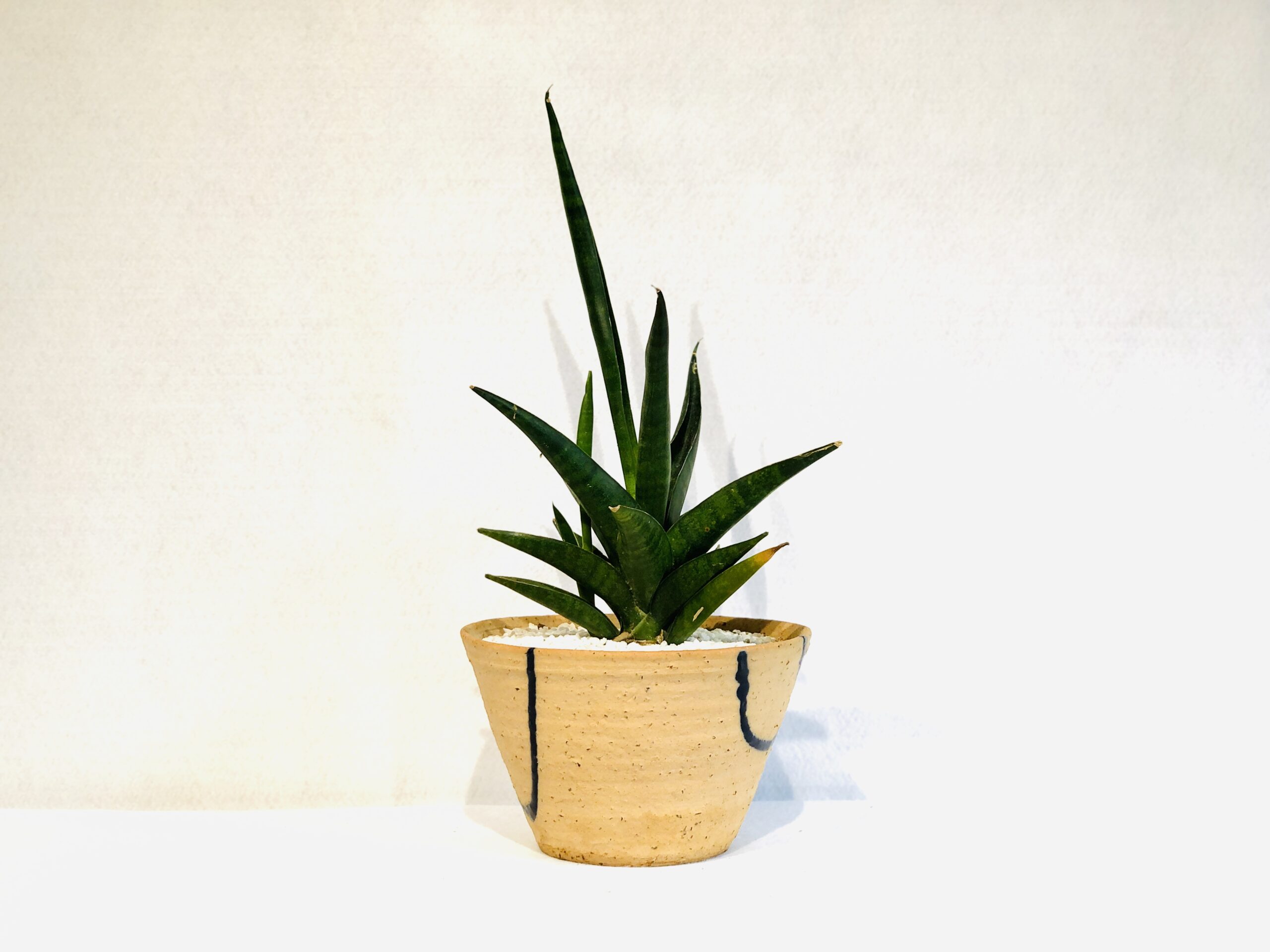 Sansevieria-lobster-scaled