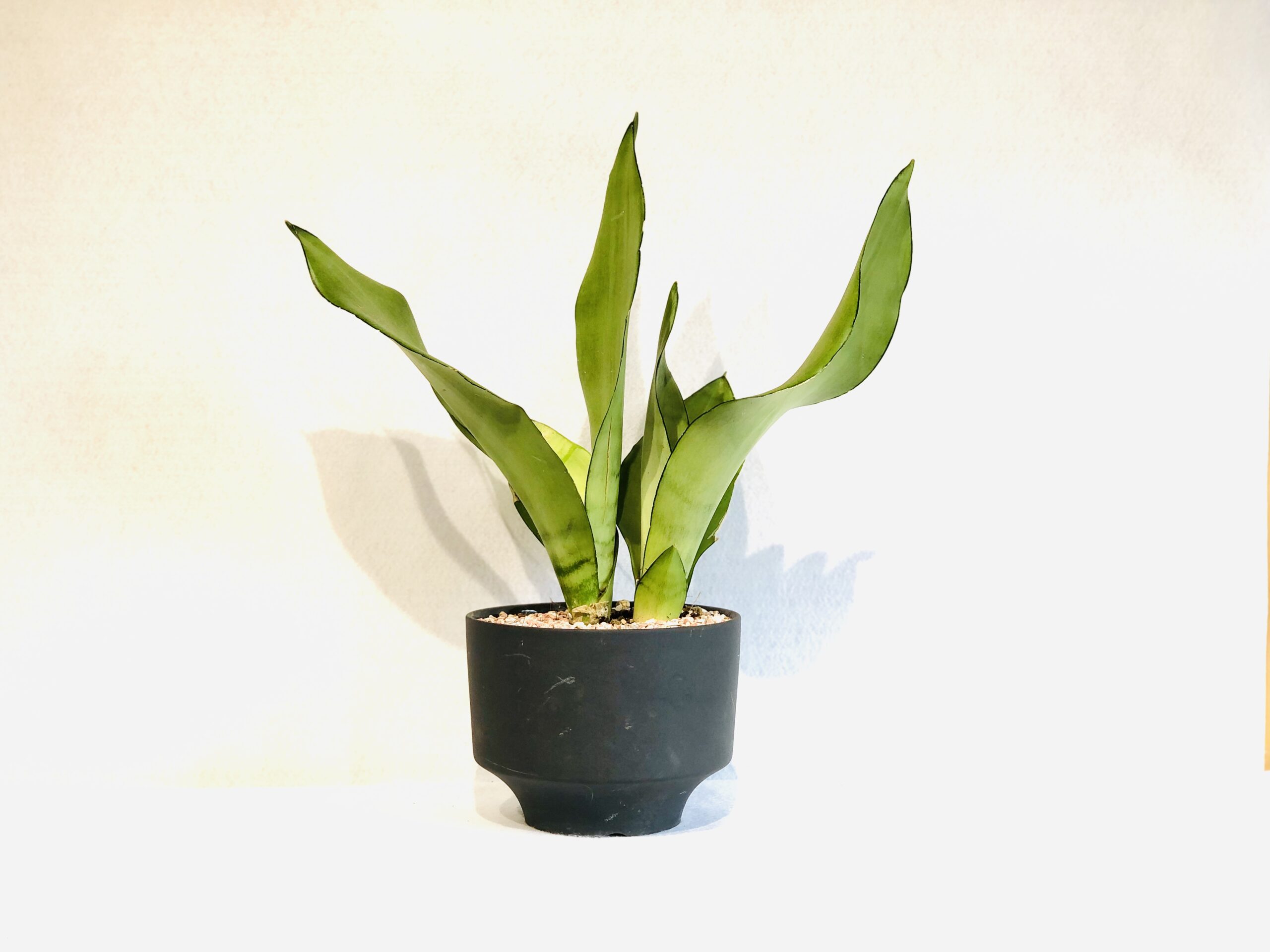 Sansevieria-moon-shine-scaled