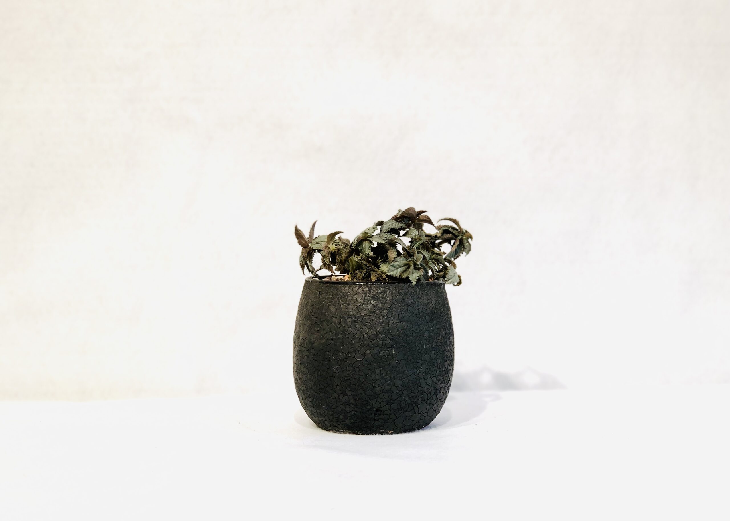 pilea-scaled